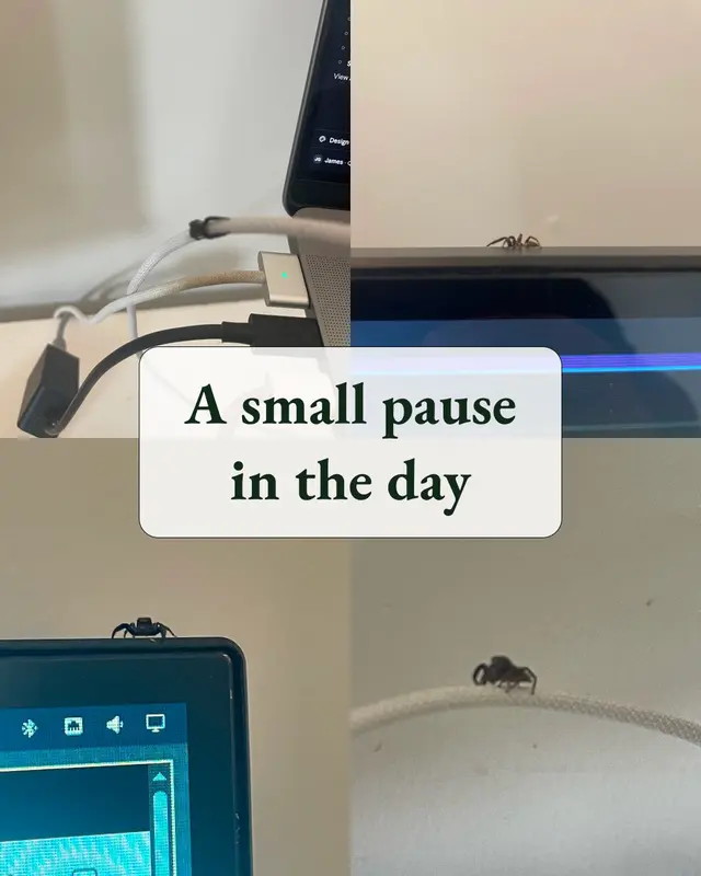A collage of photographs of a jumping spider around James’s desk, captioned “A small pause in the day.”